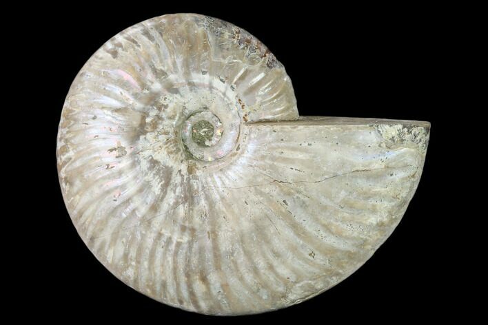 Silver Iridescent Ammonite (Cleoniceras) Fossil - Madagascar #157156